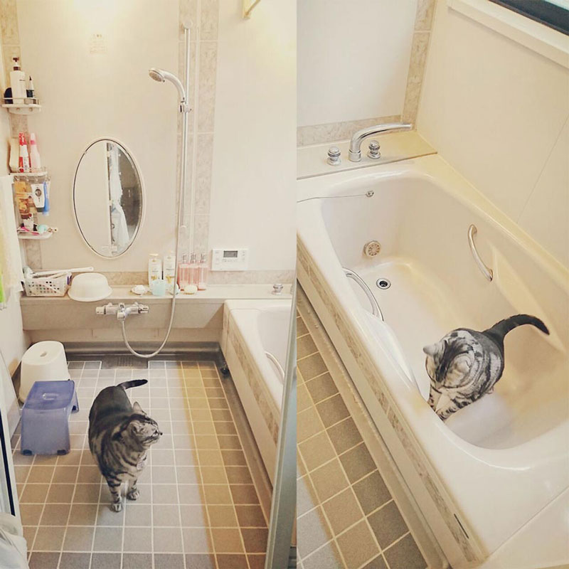 猫ちゃんを洗う際もホーロー壁+タイル床+鋳物浴槽+ホーロー製エプロンでキズつかないので安心