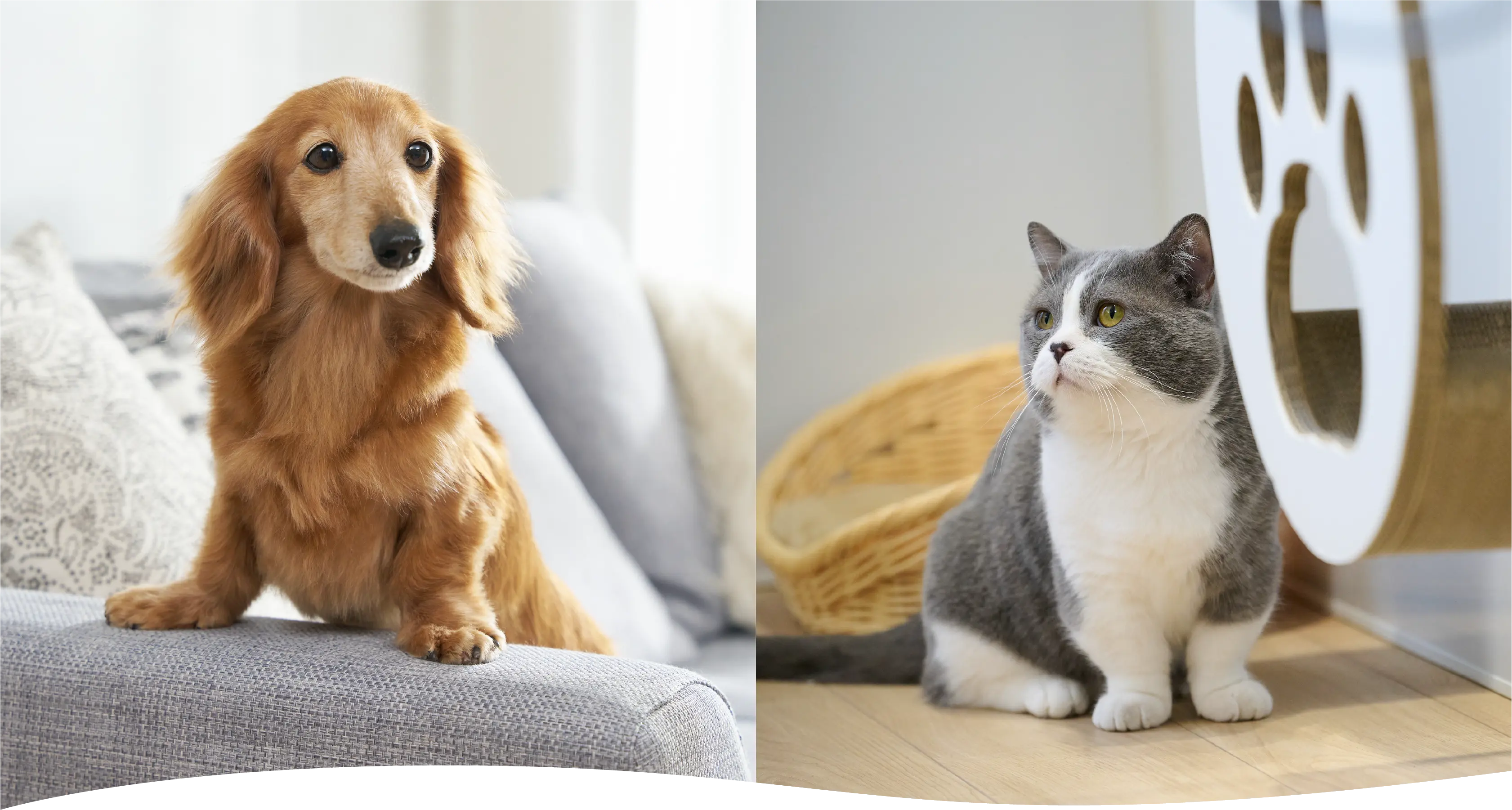 #わんにゃんリフォーム大作戦