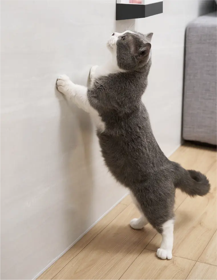 傷に強くて、ペットも安心なリビング