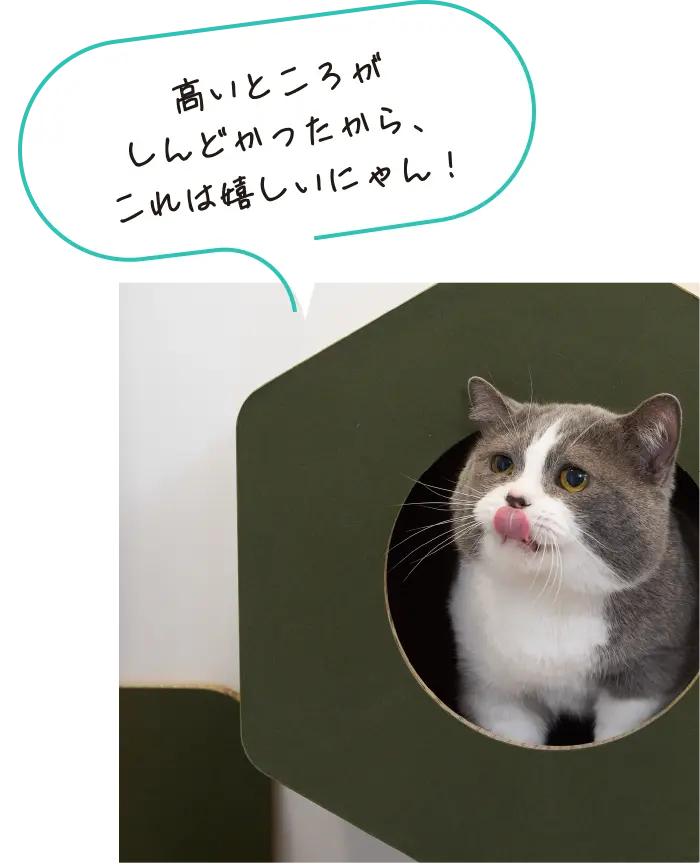 マグネット式 キャットウォーク