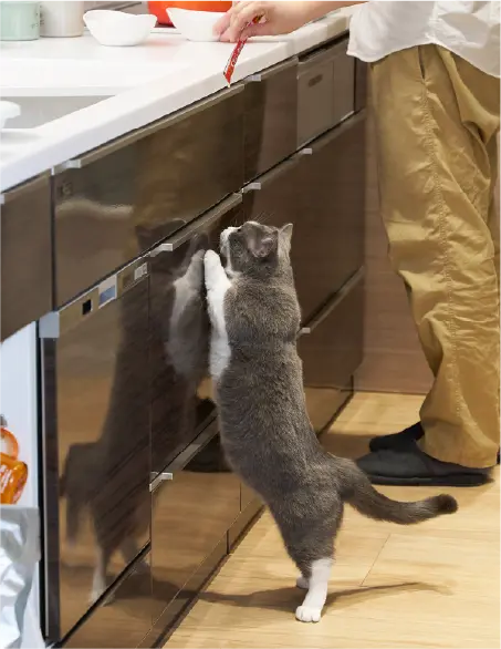 ご飯のおねだりしても、怒られないからどんどんカリカリおねだりしちゃお~♪