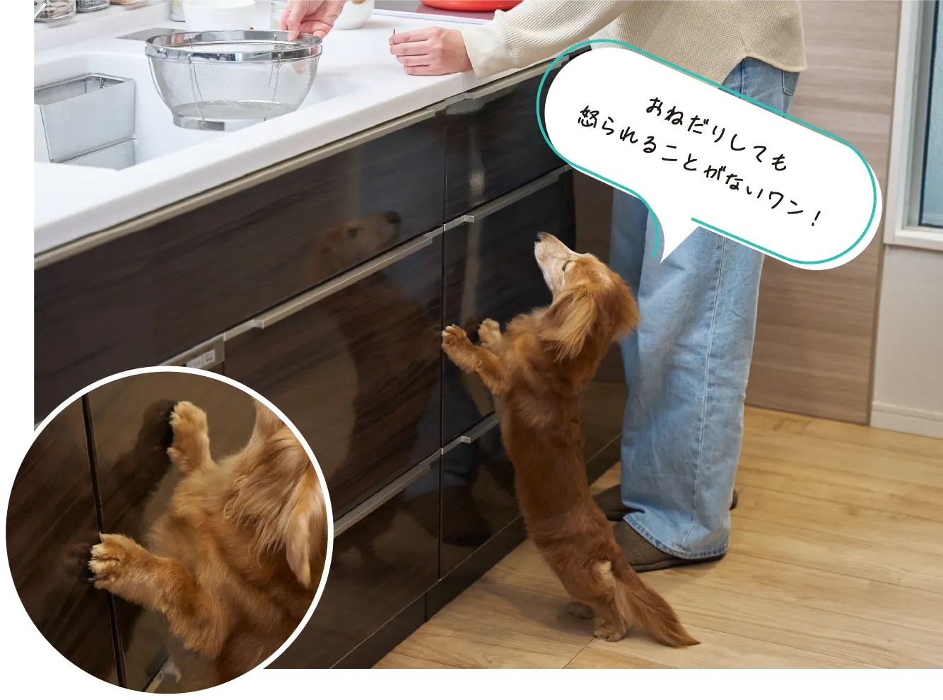 おねだりしても怒られることがないワン!