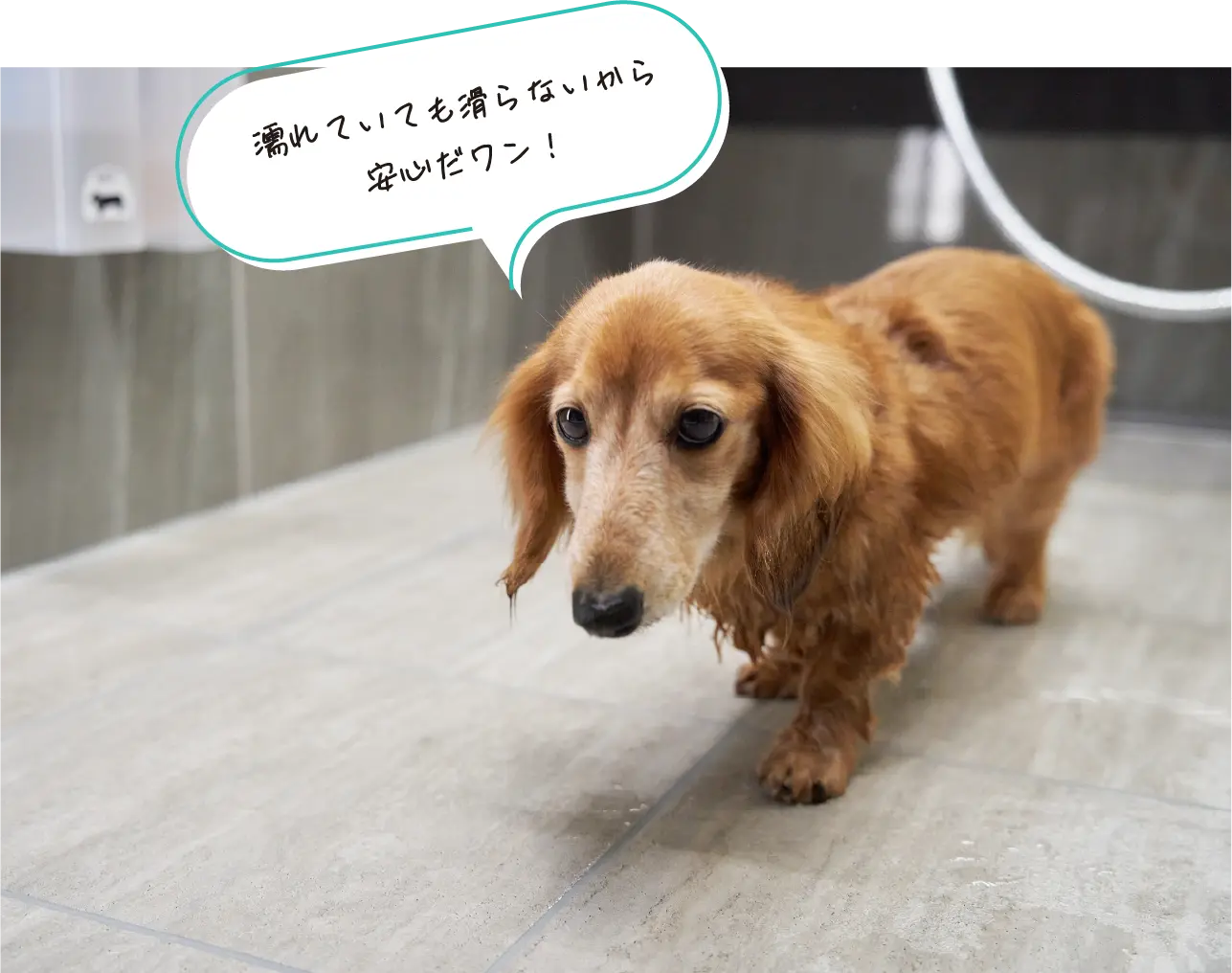 濡れていても滑らないから安心だワン!