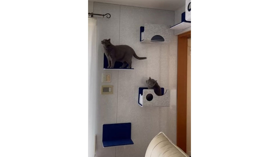 ニャンと素敵なエマウォール!(戸建て )